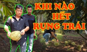 KHI NÀO MỚI HẾT RỤNG TRÁI - VƯỜN ANH TUẤN TIỀN TỶ EA BHỐK CƯ KUIN 2023 (PHẦN 2)
